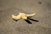 21st Jul 2022 - Starfish on the sand