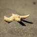 Starfish on the sand by novab