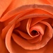 fibonacci rose by christophercox