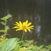 Wildflower by jb030958