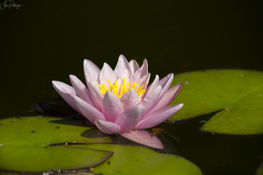 Water Lily  by jgpittenger