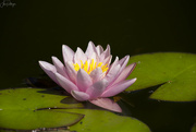 30th Jul 2022 - Water Lily 