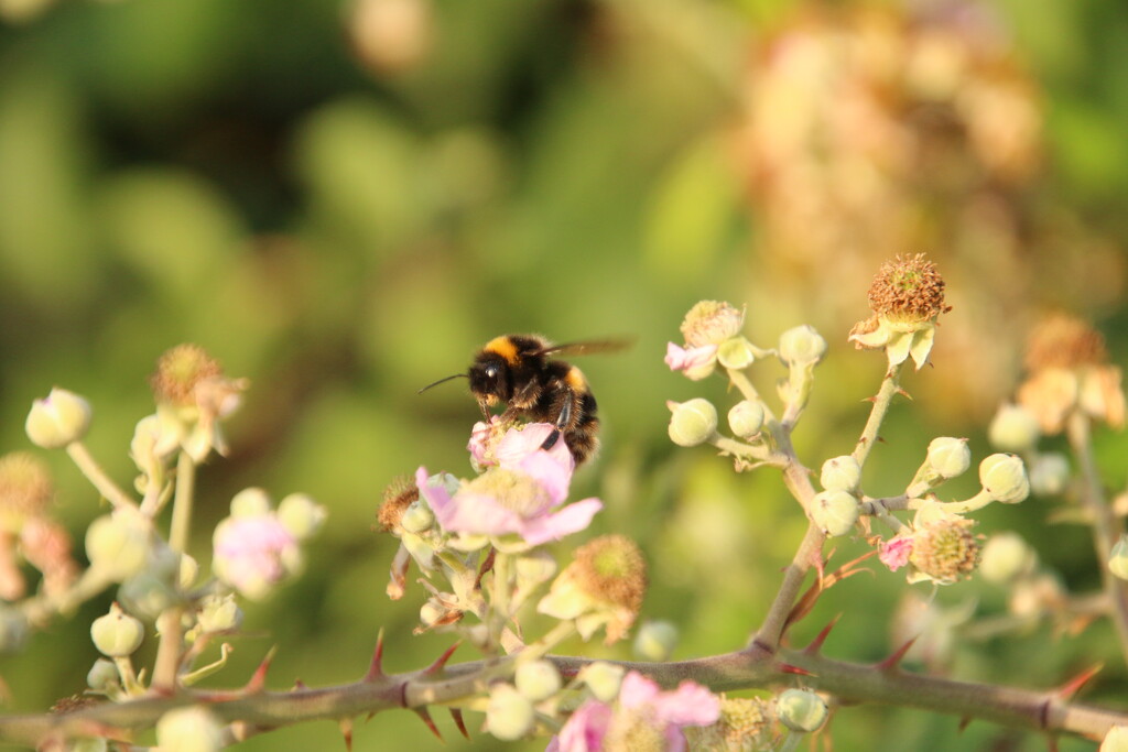 Bumble Bee on Blackberry Blossom by shepherdman