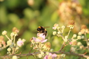 30th Jul 2022 - Bumble Bee on Blackberry Blossom