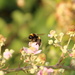 Bumble Bee on Blackberry Blossom by shepherdman