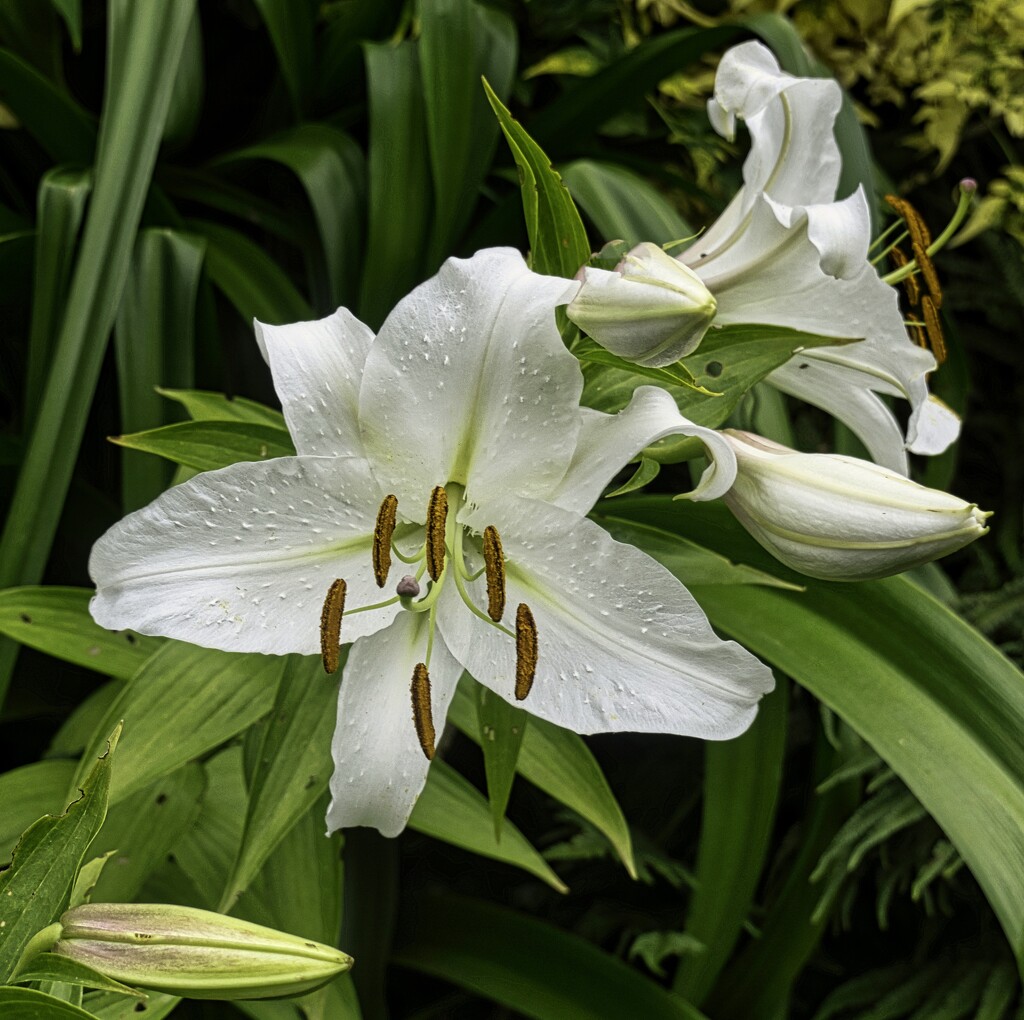 Lily Bottom Of Garden by tonygig