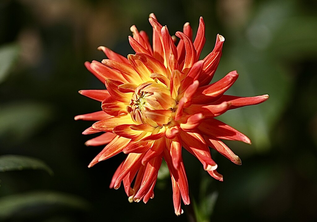 Another Dahlia by carole_sandford