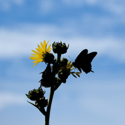 30th Jul 2022 - Butterfly in silhouette
