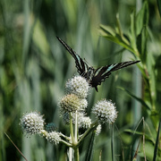 30th Jul 2022 - Zebra Swallowtail