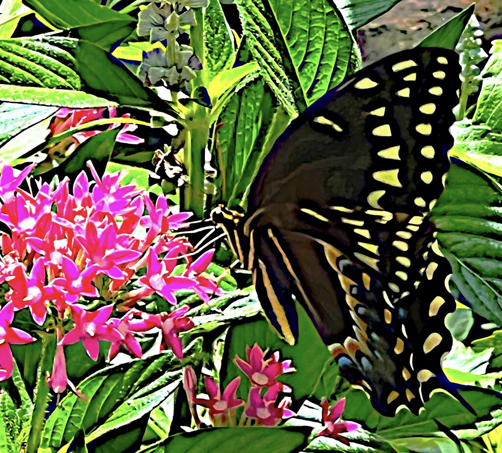 Black swallowtail feasting on Lantana nectar by congaree