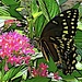 Black swallowtail feasting on Lantana nectar