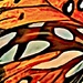 Butterfly abstract art — Closeup of a Gulf fritillary wing 