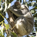 talk to the foot by koalagardens