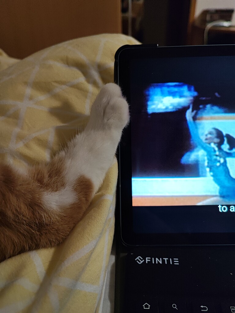 Trying to watch netflix by nami