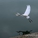 Bird in flight by wh2021