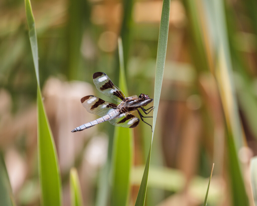 twelve spotted skimmer by aecasey