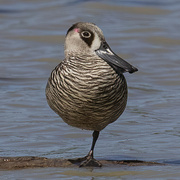 4th Aug 2022 - Pink - eared Duck