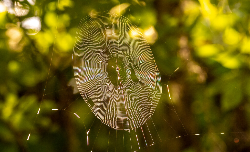 Spider Web! by rickster549