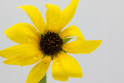 1st Aug 2022 - A small sunflower