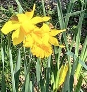 31st Jul 2022 - Sun-soaked daffodils!
