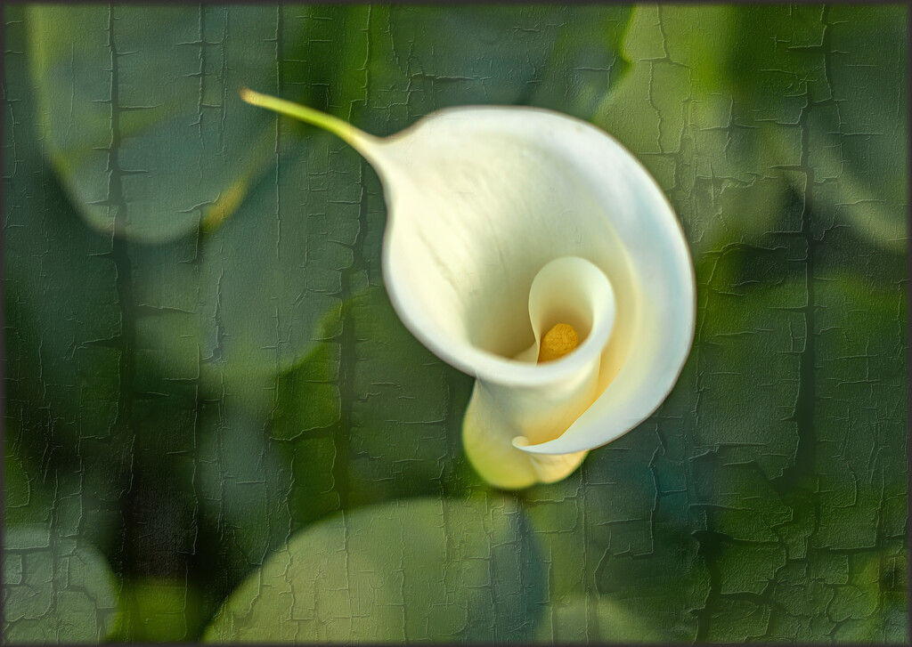 Arum Lily by ludwigsdiana