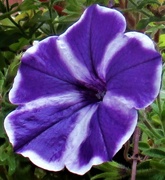 31st Jul 2022 - A purple and white petunia.