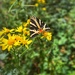 Jersey Tiger Butterfly by mattjcuk