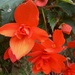 Begonia  by 365projectorgjoworboys