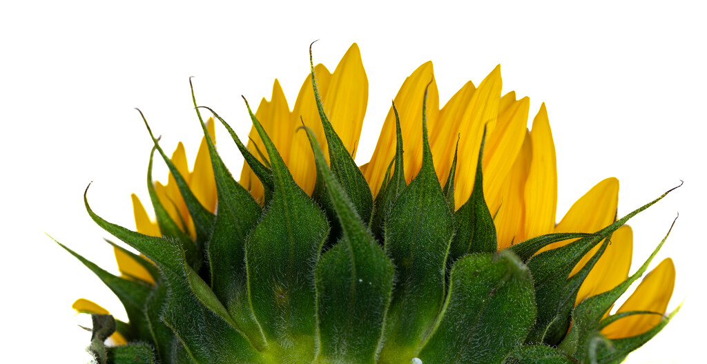 07-31 - Sunflower by talmon