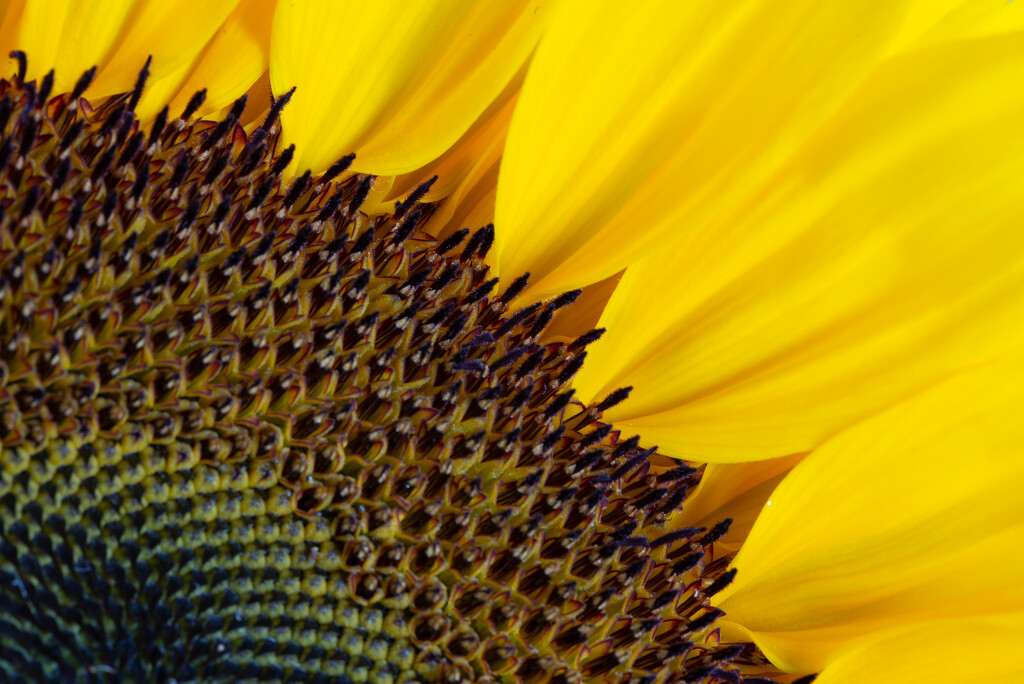 07-31 - Sunflower by talmon