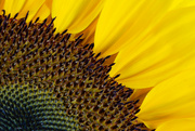 31st Jul 2022 - 07-31 - Sunflower