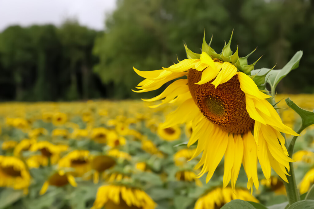 Sunflower Trail by phil_sandford