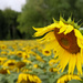 Sunflower Trail by phil_sandford