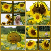 31st Jul 2022 - Stourton Sunflowers