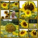Stourton Sunflowers by phil_sandford