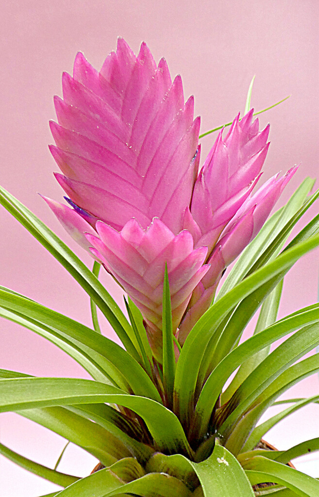 Pink Quill.  by wendyfrost