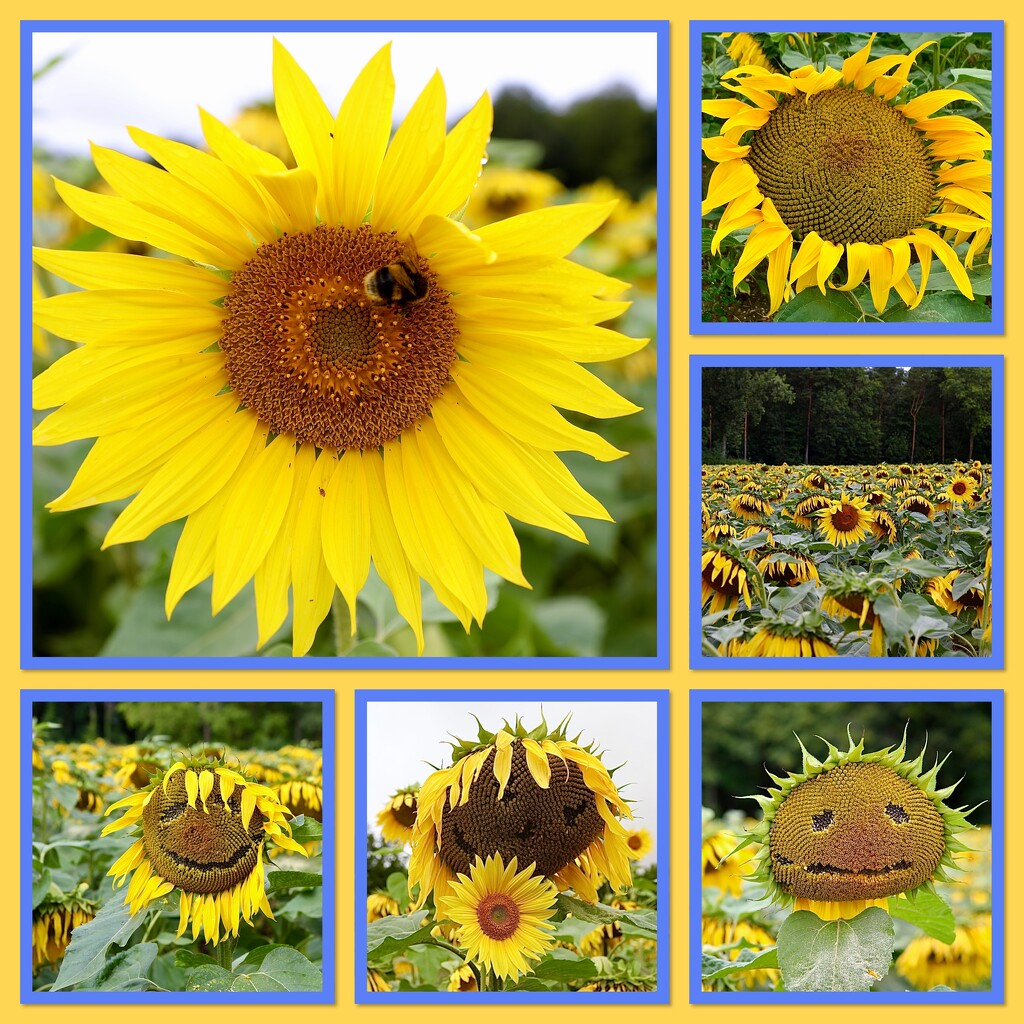 Sunflowers Galore by carole_sandford