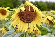 31st Jul 2022 - Smiley, Happy, (Sunflower) People