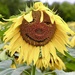 Smiley, Happy, (Sunflower) People by carole_sandford