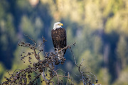 31st Jul 2022 - Morning in Lamar Valley, Yellowstone