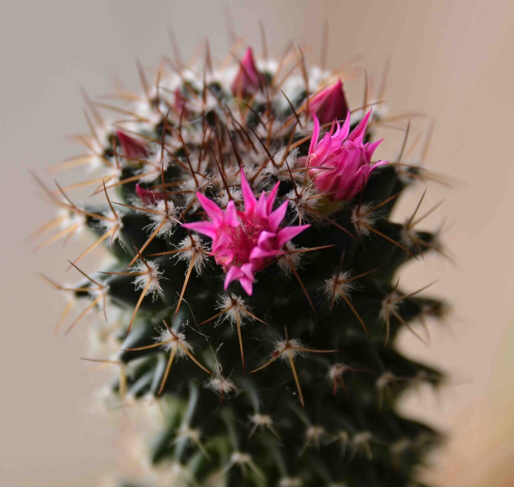 Cactus Flowers by arkensiel
