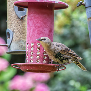 31st Jul 2022 - Young starling