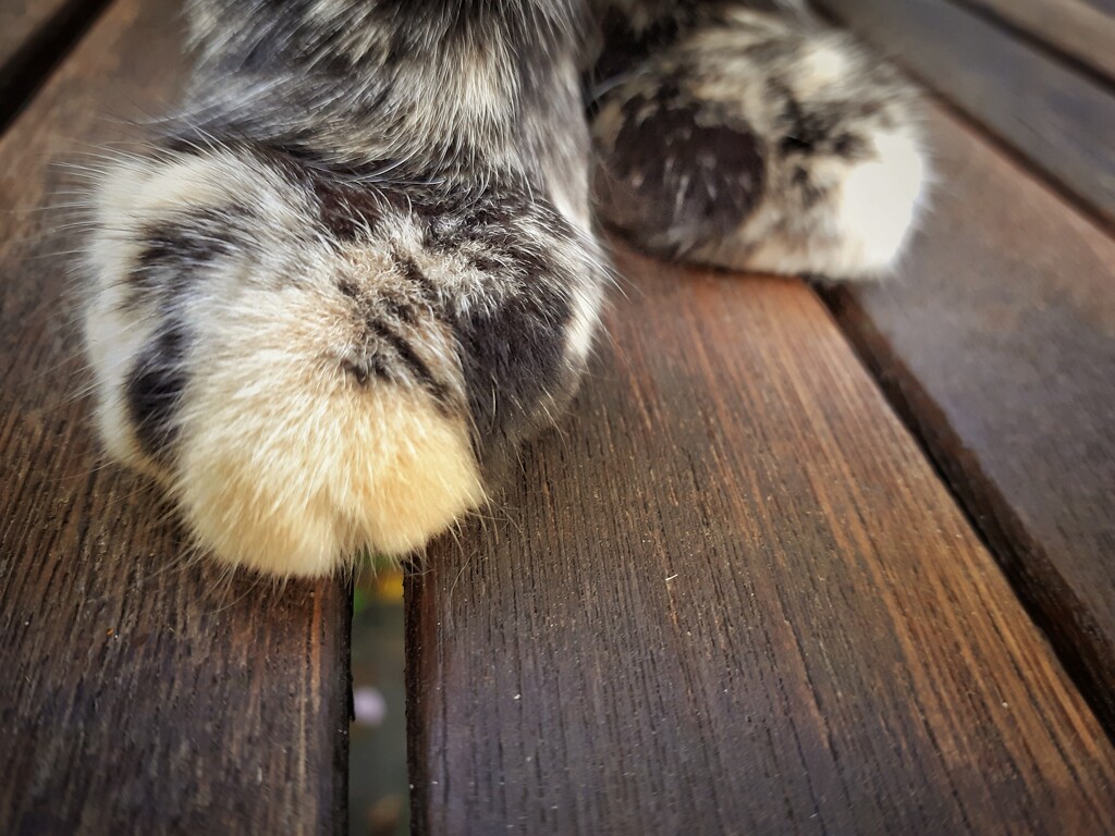 The paw  by keramin