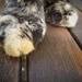 The paw 