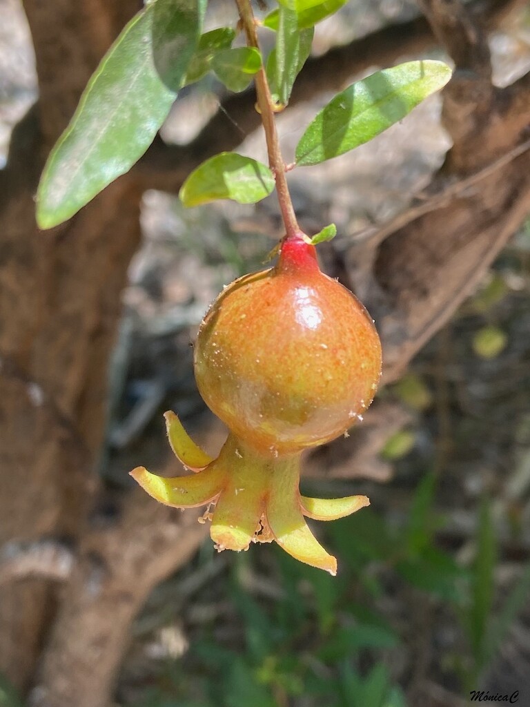 Pomegranate by monicac