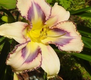 14th Jul 2022 - Daylily "Destined to See"