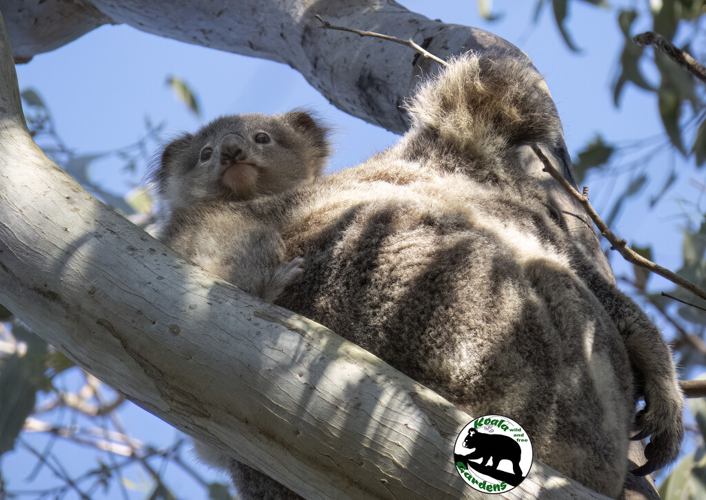 EMMA and Shine by koalagardens