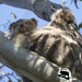 EMMA and Shine by koalagardens