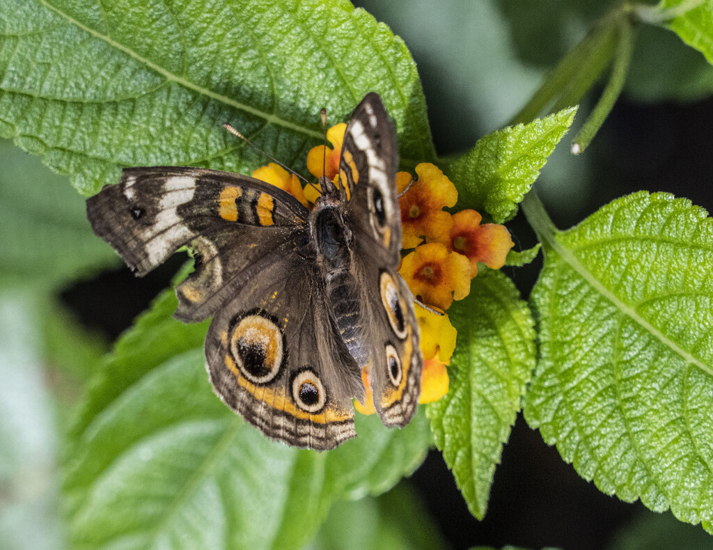 Common Buckeye Butterfly by k9photo