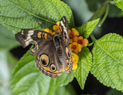 31st Jul 2022 - Common Buckeye Butterfly